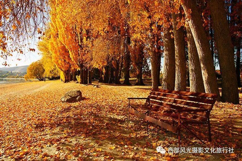 解救可爱的鸭子